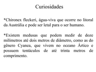 Curiosidades
*Chironex fleckeri, água-viva que ocorre no litoral
da Austrália e pode ser letal para o ser humano.
*Existem medusas que podem medir de doze
milímetros até dois metros de diâmetro, como as do
gênero Cyanea, que vivem no oceano Ártico e
possuem tentáculos de até trinta metros de
comprimento.
 