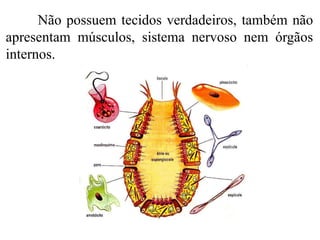 Não possuem tecidos verdadeiros, também não
apresentam músculos, sistema nervoso nem órgãos
internos.
 