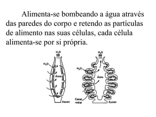 Alimenta-se bombeando a água através
das paredes do corpo e retendo as partículas
de alimento nas suas células, cada célula
alimenta-se por si própria.
 