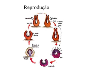 Reprodução
Sexuada
 