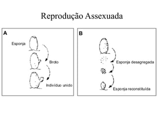 Reprodução Assexuada
 