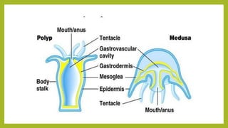 Comprehensive Study of Phylum Cnidaria: Characteristics, Classification ...