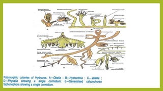 Comprehensive Study of Phylum Cnidaria: Characteristics, Classification ...