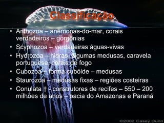 Cnidaria & Ctenophora | PPT