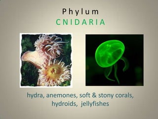 Phylum
          CNIDARIA




hydra, anemones, soft & stony corals,
         hydroids, jellyfishes
 