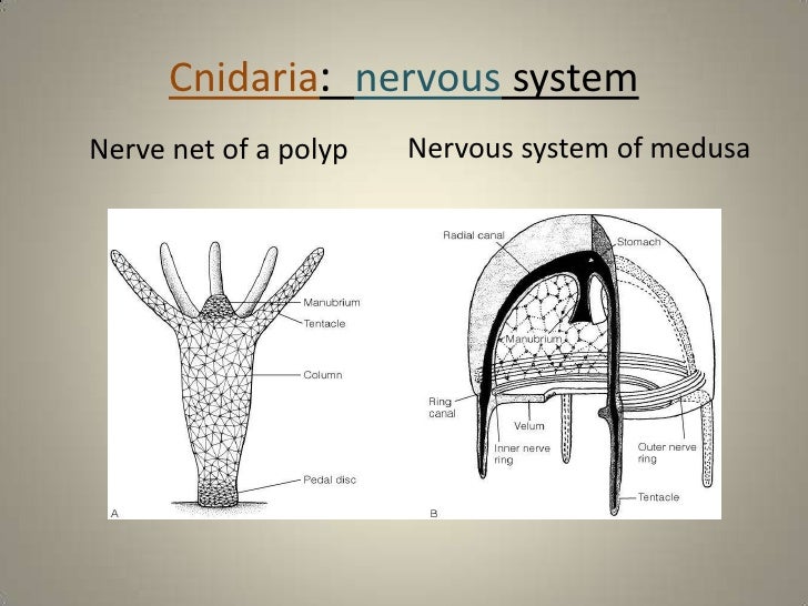 Cnidaria gen features -2012