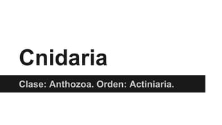 Cnidaria
Clase: Anthozoa. Orden: Actiniaria.
 
