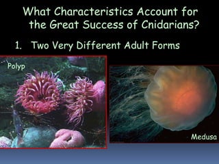 What Characteristics Account for
the Great Success of Cnidarians?
1. Two Very Different Adult Forms
Polyp
Medusa
 