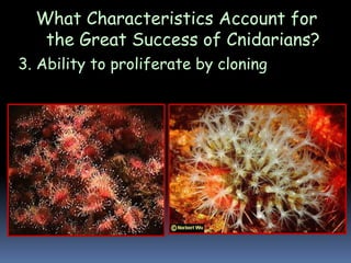 What Characteristics Account for
the Great Success of Cnidarians?
3. Ability to proliferate by cloning
 