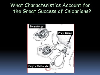What Characteristics Account for
the Great Success of Cnidarians?
5. Formidable prey-capture device
Nematocyst
Prey tissue
Empty Cnidocyte
 