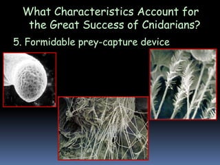 What Characteristics Account for
the Great Success of Cnidarians?
5. Formidable prey-capture device
 