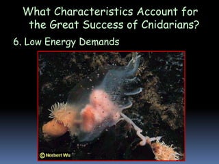 What Characteristics Account for
the Great Success of Cnidarians?
6. Low Energy Demands
 
