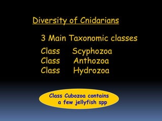 Diversity of Cnidarians
3 Main Taxonomic classes
Class Scyphozoa
Class Anthozoa
Class Hydrozoa
Class Cubozoa contains
a few jellyfish spp
 