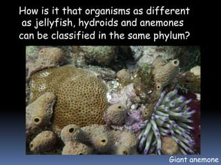 How is it that organisms as different
as jellyfish, hydroids and anemones
can be classified in the same phylum?
Giant anemone
 