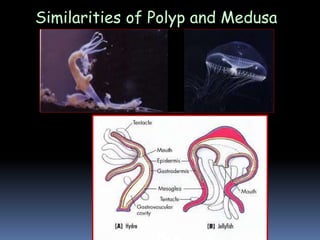 Similarities of Polyp and Medusa
 