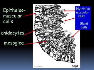 cnidocytes
Epitheleo-
muscular
cells
mesoglea
Nutritive
muscular
cells
Gland
cells
 