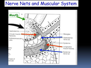 Nerve Nets and Muscular System
Mouth
 
