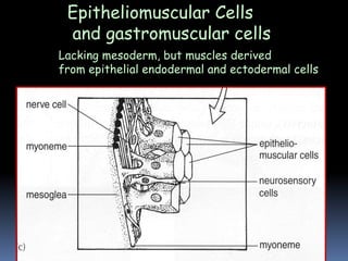 Epitheliomuscular Cells
and gastromuscular cells
Lacking mesoderm, but muscles derived
from epithelial endodermal and ectodermal cells
 
