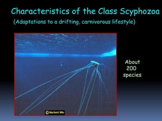 Characteristics of the Class Scyphozoa
(Adaptations to a drifting, carnivorous lifestyle)
About
200
species
 