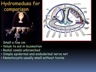 • Small a few cm
• Velum to aid in locomotion
• Radial canals unbranched
• Simple epidermal and endodermal nerve net
• Nematocysts usually small without toxins
Hydromedusa for
comparison
 