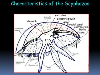 Characteristics of the Scyphozoa
mouth
stomach
mesoglea
gastric pouch
gonad
radial canal
gastrodermis
Radial
canal
 