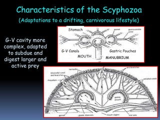 Characteristics of the Scyphozoa
(Adaptations to a drifting, carnivorous lifestyle)
G-V cavity more
complex, adapted
to subdue and
digest larger and
active prey
MOUTH MANUBRIUM
Stomach
G-V Canals
Stomach
Gastric Pouches
 