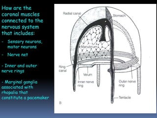 How are the
coronal muscles
connected to the
nervous system
that includes:
- Sensory neurons,
motor neurons
- Nerve net
- Inner and outer
nerve rings
- Marginal ganglia
associated with
rhopalia that
constitute a pacemaker
 