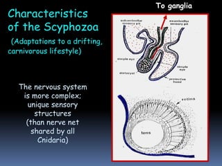 Characteristics
of the Scyphozoa
(Adaptations to a drifting,
carnivorous lifestyle)
The nervous system
is more complex;
unique sensory
structures
(than nerve net
shared by all
Cnidaria)
To ganglia
 