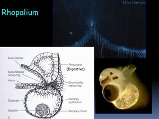 Rhopalium
(Digestive)
 