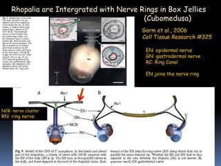 Garm et al., 2006
Cell Tissue Research #325
Rhopalia are Intergrated with Nerve Rings in Box Jellies
(Cubomedusa)
EN: epidermal nerve
GN: gastrodermal nerve
RC: Ring Canal
EN joins the nerve ring
NCB: nerve cluster
RN: ring nerve
 