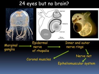 24 eyes but no brain?
Marginal
ganglia
Inner and outer
nerve rings
Coronal muscles
Nerve net
Epiheliomuscular system
Epidermal
nerve
of rhopalia
 
