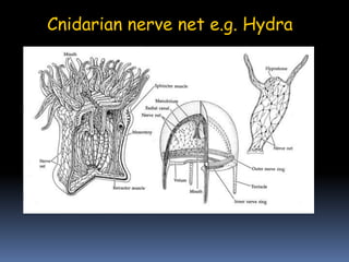 Cnidarian nerve net e.g. Hydra
 