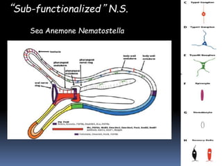 “Sub-functionalized” N.S.
Sea Anemone Nematostella
 