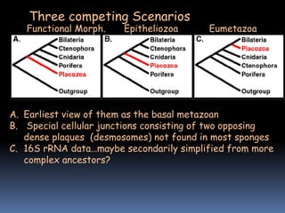 Three competing Scenarios
A. Earliest view of them as the basal metazoan
B. Special cellular junctions consisting of two opposing
dense plaques (desmosomes) not found in most sponges
C. 16S rRNA data…maybe secondarily simplified from more
complex ancestors?
Epitheliozoa Eumetazoa
Functional Morph.
 