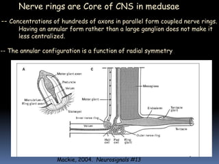 Mackie, 2004. Neurosignals #13
Nerve rings are Core of CNS in medusae
-- Concentrations of hundreds of axons in parallel form coupled nerve rings.
Having an annular form rather than a large ganglion does not make it
less centralized.
-- The annular configuration is a function of radial symmetry
 