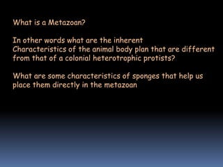 What is a Metazoan?
In other words what are the inherent
Characteristics of the animal body plan that are different
from that of a colonial heterotrophic protists?
What are some characteristics of sponges that help us
place them directly in the metazoan
 