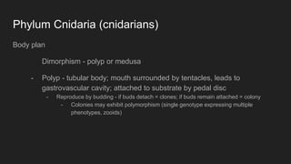 Phylum Cnidaria (cnidarians)
Body plan
Dimorphism - polyp or medusa
- Polyp - tubular body; mouth surrounded by tentacles, leads to
gastrovascular cavity; attached to substrate by pedal disc
- Reproduce by budding - if buds detach = clones; if buds remain attached = colony
- Colonies may exhibit polymorphism (single genotype expressing multiple
phenotypes, zooids)
 