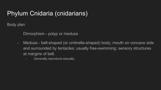 Phylum Cnidaria (cnidarians)
Body plan
Dimorphism - polyp or medusa
- Medusa - bell-shaped (or umbrella-shaped) body; mouth on concave side
and surrounded by tentacles; usually free-swimming; sensory structures
at margins of bell.
- Generally reproduce sexually.
 
