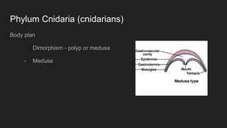 Phylum Cnidaria (cnidarians)
Body plan
Dimorphism - polyp or medusa
- Medusa
 