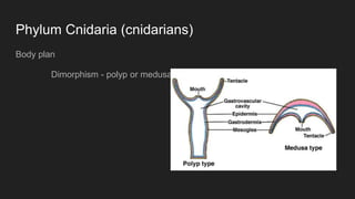 Phylum Cnidaria (cnidarians)
Body plan
Dimorphism - polyp or medusa
 