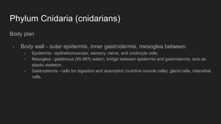 Phylum Cnidaria (cnidarians)
Body plan
- Body wall - outer epidermis, inner gastrodermis, mesoglea between.
- Epidermis - epitheliomuscular, sensory, nerve, and cnidocyte cells.
- Mesoglea - gelatinous (95-96% water), bridge between epidermis and gastrodermis; acts as
elastic skeleton.
- Gastrodermis - cells for digestion and absorption (nutritive muscle cells), gland cells, interstitial
cells.
 