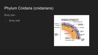 Phylum Cnidaria (cnidarians)
Body plan
- Body wall
 