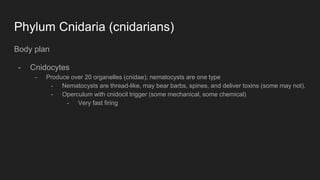 Phylum Cnidaria (cnidarians)
Body plan
- Cnidocytes
- Produce over 20 organelles (cnidae); nematocysts are one type
- Nematocysts are thread-like, may bear barbs, spines, and deliver toxins (some may not).
- Operculum with cnidocil trigger (some mechanical, some chemical)
- Very fast firing
 