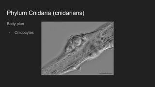 Phylum Cnidaria (cnidarians)
Body plan
- Cnidocytes
 