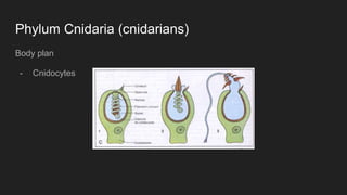Phylum Cnidaria (cnidarians)
Body plan
- Cnidocytes
 