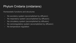 Phylum Cnidaria (cnidarians)
Homeostatic functions and structures
- No excretory system (accomplished by diffusion)
- No respiratory system (accomplished by diffusion)
- No circulatory system (accomplished by diffusion)
- No osmoregulatory system (accomplished by diffusion)
- No temperature regulation
 