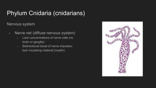 Phylum Cnidaria (cnidarians)
Nervous system
- Nerve net (diffuse nervous system)
- Lack concentrations of nerve cells (no
brain or ganglia)
- Bidirectional travel of nerve impulses;
lack insulating material (myelin)
 