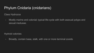 Phylum Cnidaria (cnidarians)
Class Hydrozoa
- Mostly marine and colonial; typical life-cycle with both asexual polyps and
sexual medusae.
Hydroid colonies
- Broadly, contain base, stalk, with one or more terminal zooids
 