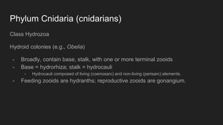 Phylum Cnidaria (cnidarians)
Class Hydrozoa
Hydroid colonies (e.g., Obelia)
- Broadly, contain base, stalk, with one or more terminal zooids
- Base = hydrorhiza; stalk = hydrocauli
- Hydrocauli composed of living (coenosarc) and non-living (perisarc) elements.
- Feeding zooids are hydranths; reproductive zooids are gonangium.
 