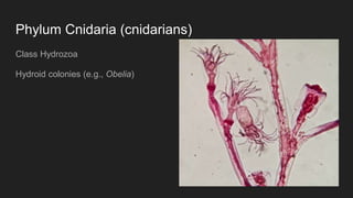 Phylum Cnidaria (cnidarians)
Class Hydrozoa
Hydroid colonies (e.g., Obelia)
 